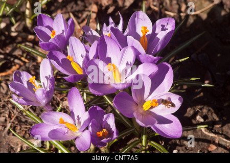 Gruppe von violetten, violetten und gelben Krokussen, die im Frühjahrsgarten blühen. Wunderschöne Krokusblüten im Sonnenlicht. Stockfoto