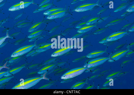 Schule der Breitband-Füsilier Fish(Pterocaesio lativittata), Väter Riff Kimbe Bay, Papua Neu-Guinea. Stockfoto