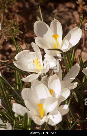 Viele weiße gelbe Krokusse, Croci Vorfrühling Stockfoto