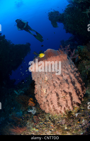 Ein Taucher auf einem riesigen Fass-Schwamm (Xestospongia Testudinaria) schaut, Väter Riff, Kimbe Bay, Papua Neuguinea. Stockfoto