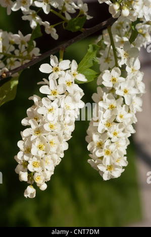 Weiße Blütenknospen von Schwarzkirsche, wilde Schwarzkirsche, Rumkirsche, Bergkirsche, Prunus serotina, blüht im Osten der USA. Stockfoto