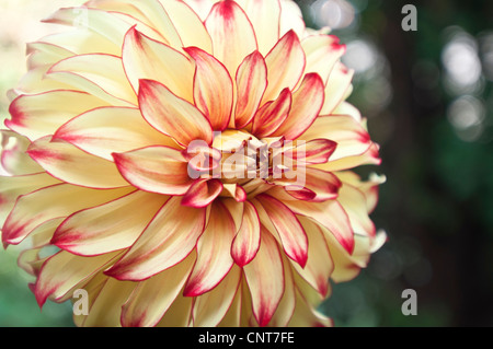 Rote gelbe cremige Dahlie Blüte Nahaufnahme Stockfoto