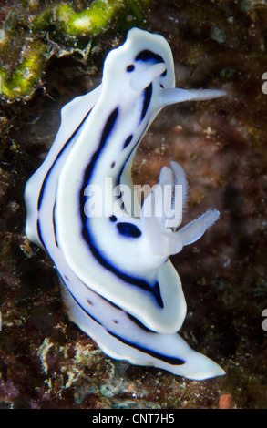 Loch Chromodoris (Chromodoris Lochi) unter Korallen, Tiefe 12 m, Florida Inseln, Salomonen. Stockfoto