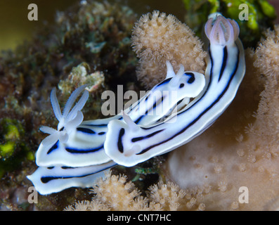 Ein paar Loch des Chromodoris (Chromodoris Lochi) unter Korallen, Tiefe 12 m, Florida Inseln, Salomonen. Stockfoto