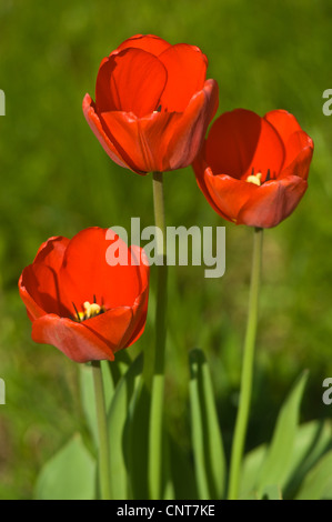 Drei rote Tulpen mit grünem Hintergrund, Tulipa. Leuchtende Frühlingsblumen blühen in einem Garten unter hellem Sonnenlicht. Stockfoto