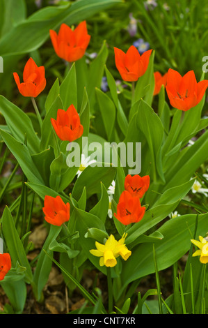 Leuchtend rote Tulpen (Tulipa) und gelbe Narzisse blühen in einem üppig grünen Garten. Schöner Frühlingsblumenhintergrund mit hellen saisonalen Blumen. Stockfoto