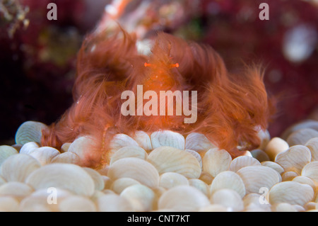 Der Orang-Utan-Dekorateur Krabbe sitzen auf Korallen, Russell-Inseln, Solomons. Stockfoto