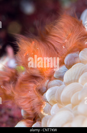 Der Orang-Utan-Dekorateur Krabbe sitzen auf Korallen, Russell-Inseln, Solomons. Stockfoto