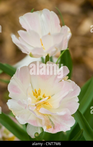 Ein Paar rosafarbener, weißer, gelber Rosen wie Tulpenblüten in voller Blüte, die zarte Blütenblätter und leuchtende gelbe Mitte in einer Gartenumgebung zeigen. Stockfoto