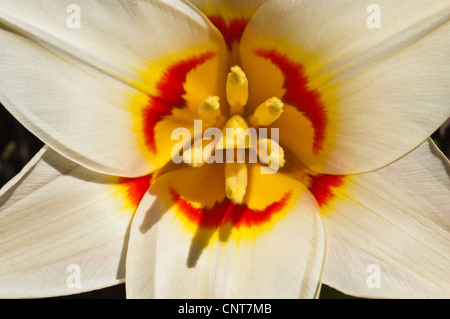 Makroansicht einer weißen, gelben und roten Zombie-Tulpe, Tulipa Fosteriana Zombie, die das pulsierende Zentrum und die zarten Blütenblätter hervorhebt. Stockfoto