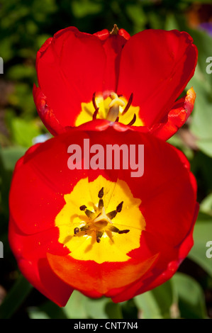 Leuchtende Nahaufnahme einer gelben und roten Tulpe in voller Blüte mit detaillierten Innenblättern und dunklen Staubblättern vor einem sanften grünen Hintergrund. Stockfoto