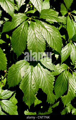 Zwei Blätter von wildem Wein, fünf blättrige Efeu oder fünffingrige, Parthenocissus Quinquefolia, USA Stockfoto
