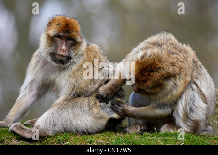 Barbary Affe, Berberaffe (Macaca Sylvanus), zwei Erwachsene auf gegenseitige Fellpflege Stockfoto
