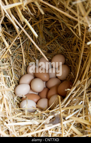 Frisch gelegt Eiern eingebettet im Stroh Stockfoto