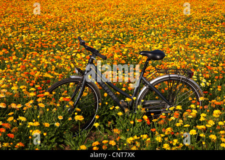 Garten-Ringelblume (Calendula Officinalis), Bike in einem Garten-Ringelblume-Feld, Dänemark, Langeland, Rudkobing Stockfoto