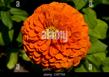 Orange Blume des gemeinsamen Zinnie Zinnia Elegans, Jugend und Alter, Asteraceae, Blüte, Blüte, Blütenblätter, Sorte, Gartenbau Stockfoto