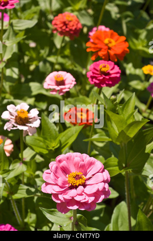 Lebendige Gartenszene mit weißen, rosa und orangen Zinnien in voller Blüte unter hellem Sonnenlicht. Stockfoto