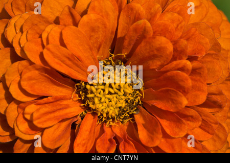 Großaufnahme, Orange Blume des gemeinsamen Zinnie Zinnia Elegans, Jugend und Alter, Asteraceae, Blüte, Blüte, Blütenblätter, Sorte Stockfoto