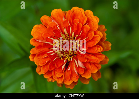 Großaufnahme, Orange Blume des gemeinsamen Zinnie Zinnia Elegans, Jugend und Alter, Asteraceae, Blüte, Blüte, Blütenblätter, Sorte Stockfoto