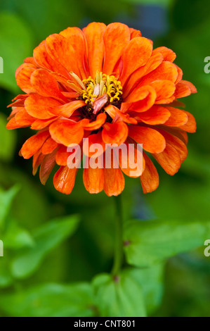 Großaufnahme, Orange Blume des gemeinsamen Zinnie Zinnia Elegans, Jugend und Alter, Asteraceae Stockfoto