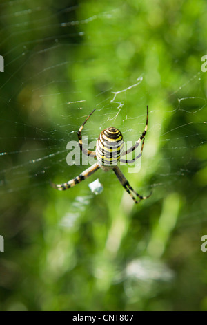 Wasp Spider (Argiope Bruennichi) Stockfoto