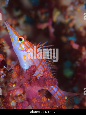 Longnose Hawkfish (Oxycirrhites Typus) unter Weichkorallen in einer Tiefe von 10 Metern, Salomon-Inseln. Stockfoto