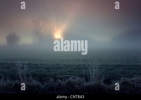Sonne bricht durch die Zweige eines Waldes im Morgennebel hinter einer Wiese bedeckt mit Raureif, Deutschland, Sachsen, Vogtlaendische Schweiz Stockfoto