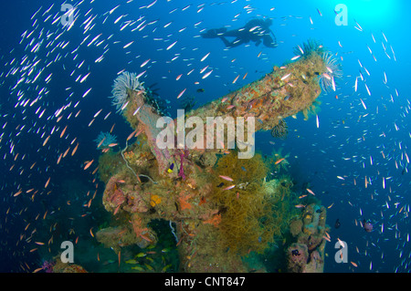 Ein Kriegsschiff der japanischen Maru versenkt im 2. Weltkrieg, Morovo Lagune, Salomon-Inseln. Stockfoto