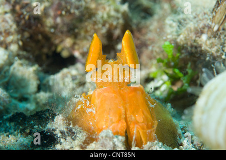 Orange-Fangschreckenkrebse peering von einem Burrow, Salomon-Inseln. Stockfoto