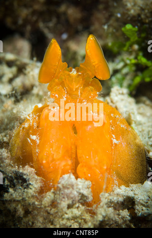 Orange-Fangschreckenkrebse peering von einem Burrow, Salomon-Inseln. Stockfoto