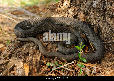 Östlichen Montpellier Schlange (Malpolon Insignitus, Malpolon Monspessulanus Insignitus), liegen in der Nähe von einem Stamm, Griechenland, Peloponnes, Messinien Stockfoto