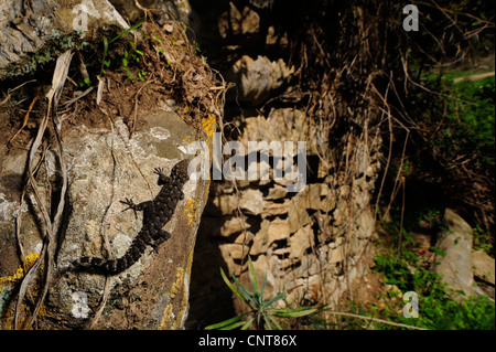 Kotschy der Gecko (Mediodactylus Kotschyi, Cyrtodactylus Kotschyi, Cyrtopodion Kotschyi), an einer Wand, Griechenland, Peloponnes, Mani Stockfoto