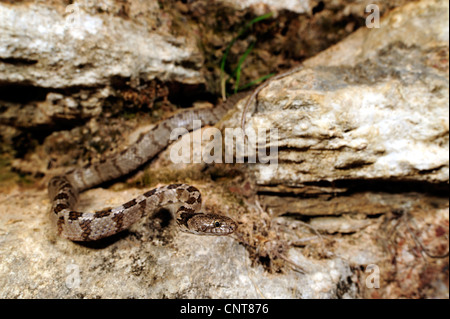 Katze, Schlange, europäische Katze Schlange (Telescopus Goldhahnenfuß), zwischen Felsen, Griechenland, Peloponnes Stockfoto