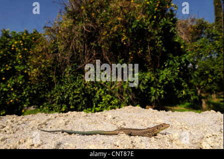 Griechische Rock Lizard (Hellenolacerta Graeca, Lacerta Graeca), sitzt auf einer Mauer, Griechenland, Peloponnes, Mani Stockfoto