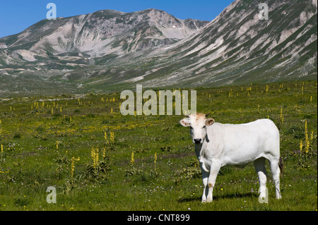 Hausrind (Bos Primigenius F. Taurus), weiße Kalb auf Bergwiese vor drohenden Berge, Italien, Nationalpark Abruzzen Stockfoto