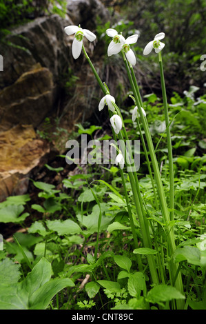 Königin Olga Schneeglöckchen (Galanthus Reginae-Olgae SSP Reginae-Olgae), endemische Schneeglöckchen aus Südgriechenland, Griechenland, Peloponnes, Messinien Stockfoto