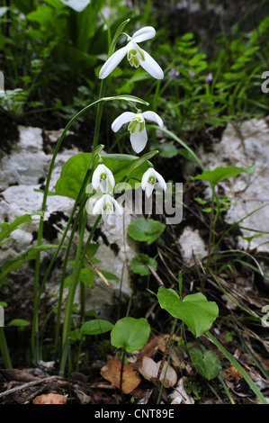 Königin Olga Schneeglöckchen (Galanthus Reginae-Olgae SSP Reginae-Olgae), endemische Schneeglöckchen aus Südgriechenland, Griechenland, Peloponnes, Messinien Stockfoto