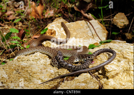 Balkan Peitsche Schlange (Coluber Gemonensis), eine juvenile Glas Eidechse, Griechenland, Peloponnes, Messinien Balkan Peitsche Schlange ernährt. Stockfoto