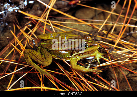 Griechischen März Frosch (außer Kurtmuelleri, Rana Kurtmuelleri Rana Balcanica), sitzt in einem Teich, Peloponnes, Griechenland, Kalogria, Natura 2000 Gebiet Strofilia Stockfoto