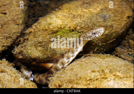 Würfel-Schlange (Natrix Tessellata), aus Wasser, Peloponnes, Griechenland, Zacharo, Natura 2000 Gebiet Kaiafa-See Stockfoto