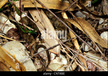 Würfel-Schlange (Natrix Tessellata), in seinem Versteck, Griechenland, Peloponnes, siehe Kaiafa Stockfoto