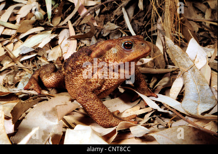 Europäischen gemeinsamen Kröte (Bufo Bufo Spinosus), sitzen im Laub, Griechenland, Peloponnes, Natura 2000 Gebiet Gialova Lagune Stockfoto