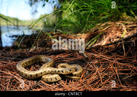 Balkan Ringelnatter (Natrix Natrix Persa) liegen an einem Teich, Griechenland, Peloponnes, Natura 2000 Gebiet Strofilia Stockfoto