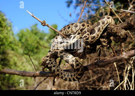 vier-gezeichnete Schlange, gelbe Rattenschlange (bieten Quatuorlineata), mit juveniler Mustern, liegend auf einem Zweig, Griechenland, Peloponnes, Natura 2000 Gebiet Gialova Lagune Stockfoto