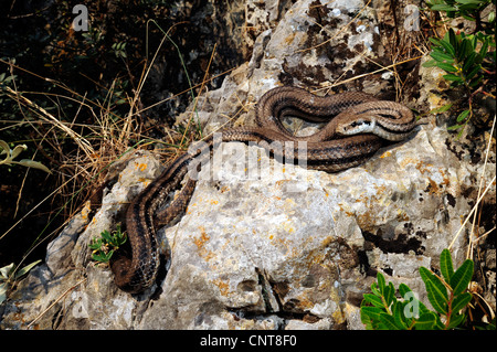 vier-gezeichnete Schlange, gelbe Rattenschlange (bieten Quatuorlineata), liegend auf einem Felsen, Griechenland, Peloponnes, Gialova Natura 2000 Gebiet Gialova Lagune Stockfoto