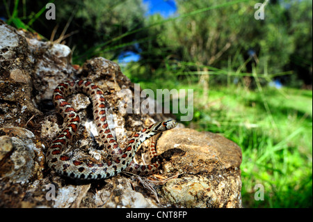 Leopard Snake (Zamenis Situla, bieten Situla), liegend auf einem Felsen in einem Olivenhain, Griechenland, Peloponnes, Natura 2000 Gebiet Gialova Lagune Stockfoto