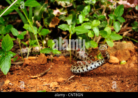 Leopard Snake (Zamenis Situla, bieten Situla), mit erhobenem Kopf, Griechenland, Peloponnes, Natura 2000 Gebiet Gialova Lagune Stockfoto