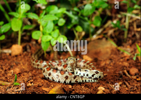 Leopard Snake (Zamenis Situla, bieten Situla), Blick in die Kamera, Griechenland, Peloponnes, Natura 2000 Gebiet Gialova Lagune Stockfoto