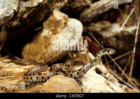 Leopard Snake (Zamenis Situla, bieten Situla), auf der Suche nach Beute, Griechenland, Peloponnes, Natura 2000 Gebiet Gialova Lagune Stockfoto