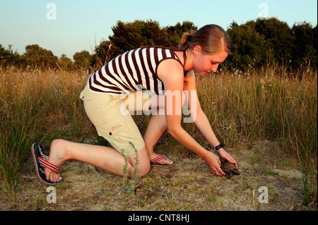 Hermanns Schildkröte, Griechische Schildkröte Boettgers Schildkröte (Testudo Hermanni Boettgeri), freiwillige löst eine Schildkröte, Griechenland, Peloponnes, Natura 2000 Gebiet Gialova Lagune Stockfoto